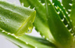 Aloe vera nedir? Nasıl kullanılır?