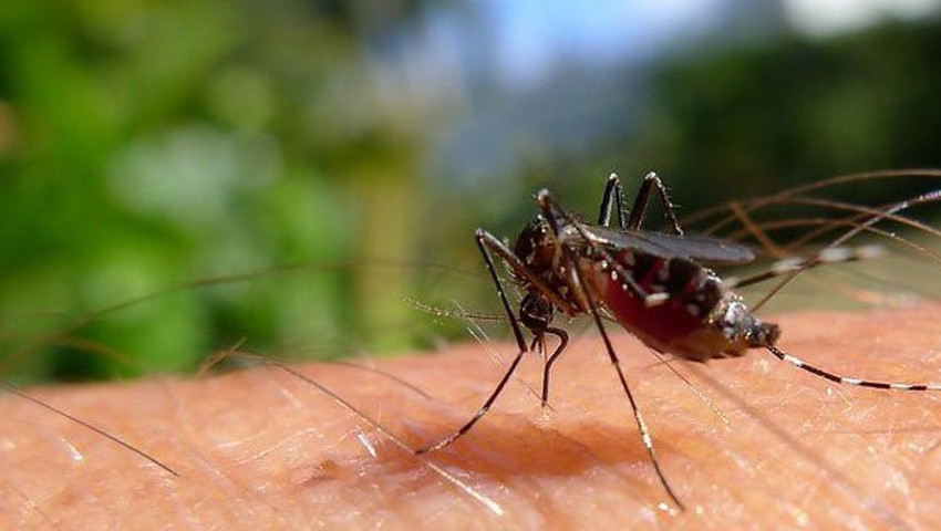 Sivrisineklerin İnsana ve Doğaya En Önemli Yararları Nelerdir
