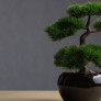 Bonsai Ağaç Bonsai Çiçek Nedir Nasıl Sulanır Bakılır?