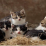 Kediler Kaç Günde Doğurur Doğum Süresi Nedir Ne Zaman Doğurur?
