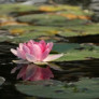Lotus Çiçeği (Nilüfer Çiçeği) Nerede Yetişir Ne Zamana Açar