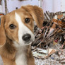 Evcil hayvanı olanlar deprem öncesi ve sonrası neler yapmalı?