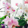 Orkide çiçeği bakımı nasıl yapılır? Bakımından sulanmasına kadar orkide hakkında her şey