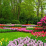 İlkbaharda hangi çiçekler olur? Bahçenizi ve balkonunuzu renklendirecek 18 çiçek türü