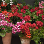 Balkon çiçeklerinin en güzeli: Sardunya bakımı nasıl yapılır?