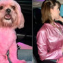 Sosyal medya fenomeninden tepki çeken hareket! Kıyafetiyle uyumlu olsun diye köpeğini boyadı