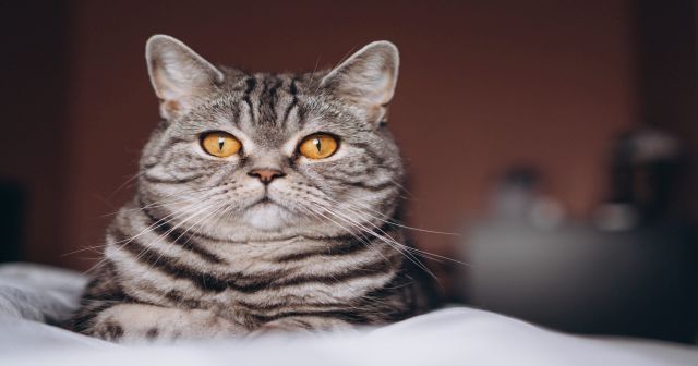 evde kedi beslemenin daha once hic bilmediginizi faydalari