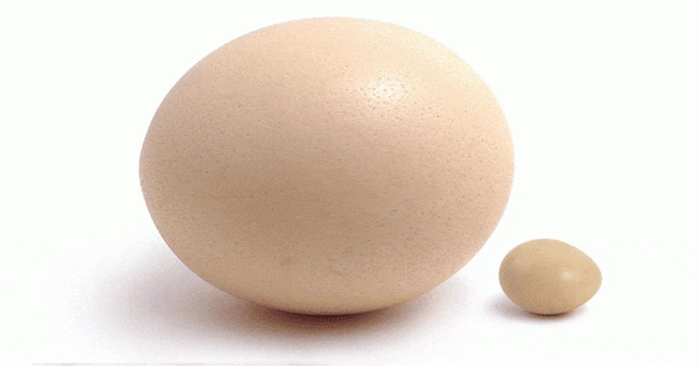 Deve Kuşu Yumurtası Nerede Satılır, Fiyatı Ne Kadar, Faydaları Nelerdir?