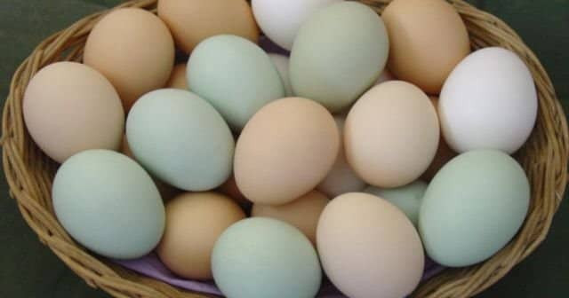 Yumurta Haşlama - Yumurta Nasıl Haşlanır? Yumurta Pişirme Çeşitleri