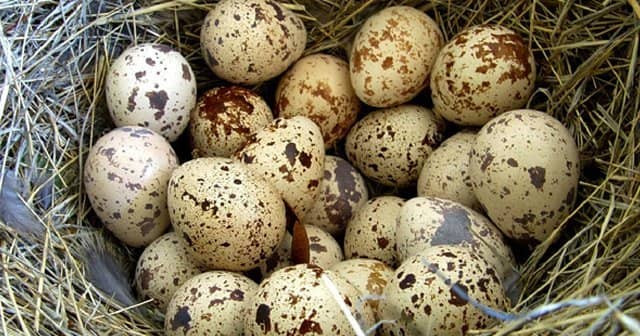 labirent fiziksel olarak hizmetci yumurta bebeklere ne zaman verilir lonegrovedentist com