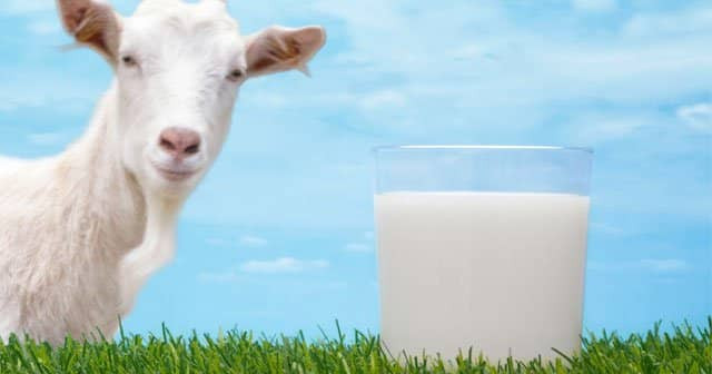 Anne Sütüne En Yakın Süt: Keçi Sütü Ve Bebeklere Faydaları
