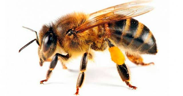 Arı Sokmasına Ne Yapılır? Eşek Arısı Sokması İçin Evde Yapılabilecekler