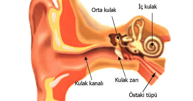 Kulak İltihabına Ne İyi Gelir Kulak Enfeksiyonu Nedir? Bitkisel Çözüm