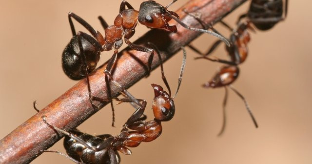 Karınca Isırdı Ne Yapayım, Karınca Isırığı Alerjisi Nasıl Geçer?