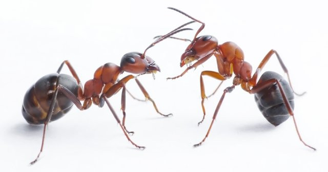 konyak farkına varmak Karartmak  Karıncalardan Nasıl Kurtulunur Karıncaları Ne Kovar Karıncalar Neden  Kaçar?Karınca İlacı Tarifleri