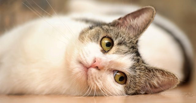 Kediler Neden İshal Olur Kedi İshaline Ne İyi Gelir Tedavisi