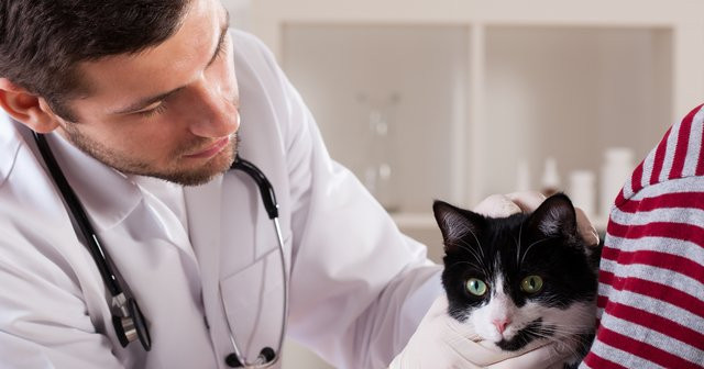 Kedilerde Mantar Belirtileri İnsana Geçer mi Tedavisinde İlaçlar