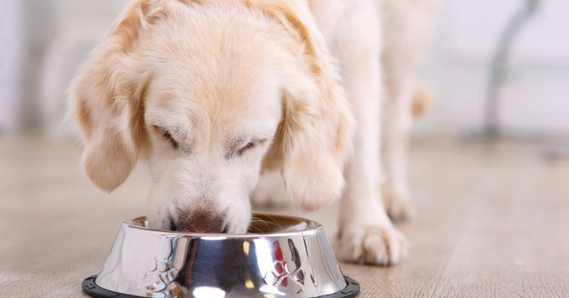 Köpeklere Zararlı Yiyecekler Köpeklere Yoğurt Süt Verilir mi?