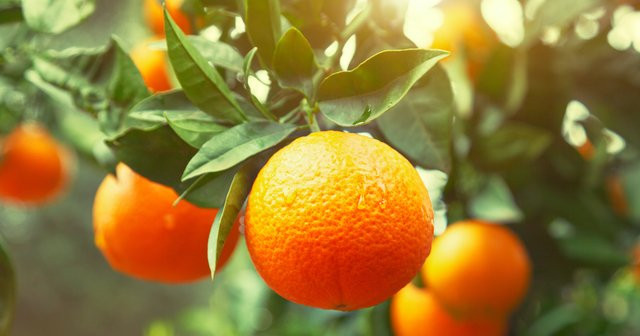 Portakal Yaprağının Faydaları Portakal Yaprağı Kürü Tarifi
