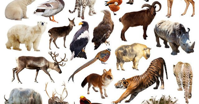 Dünyada Nesli Tükenmiş Hayvanlar Listesi 2020