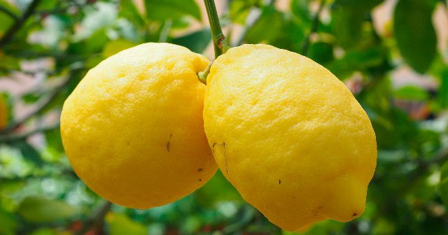 Evde Saksıda Minyatür Limon Ağacı Nasıl Yetiştirilir Sulanır