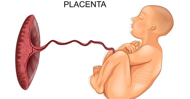 plasentanin bebegin esinin asagida olmasi neden olur ne yapmali