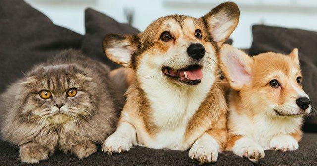 Kedi ve köpeklere mikroçip nerede takılır? 5 soruda tüm detaylar