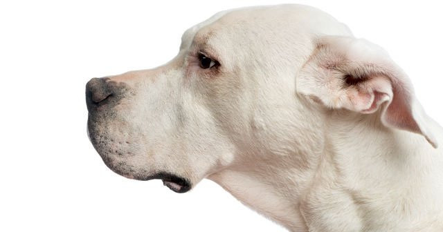Dogo Arjantin (Dogo Argentino) özellikleri, bakımı ve eğitimi