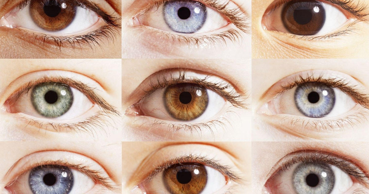 Göz rengi iristeki pigmentler ve irise yansıyan ışıkların kırılmasıyla oluşmaktadır.
