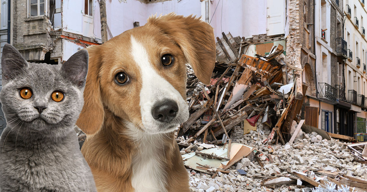 Olası depremlere karşı yapılan hazırlıklara evde beslenen hayvanların da mutlaka dâhil edilmesi gerektiğini unutmayalım.
