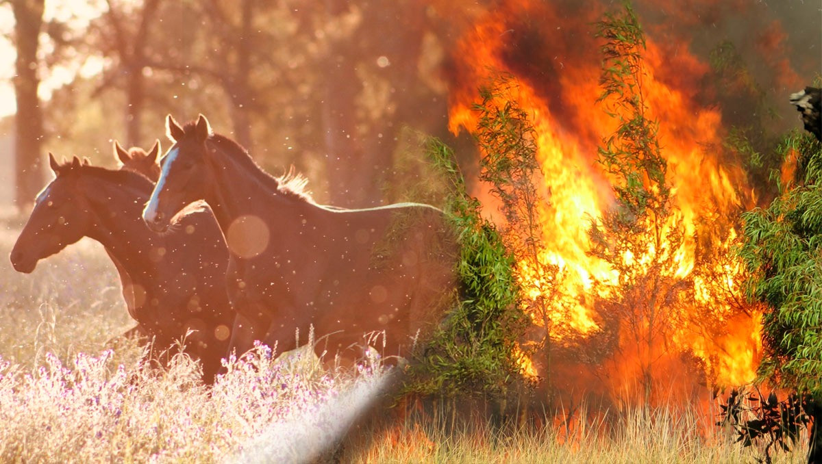 Orman yangınlarından etkilenen hayvanlara ilk müdahale hayati önem taşıyor.