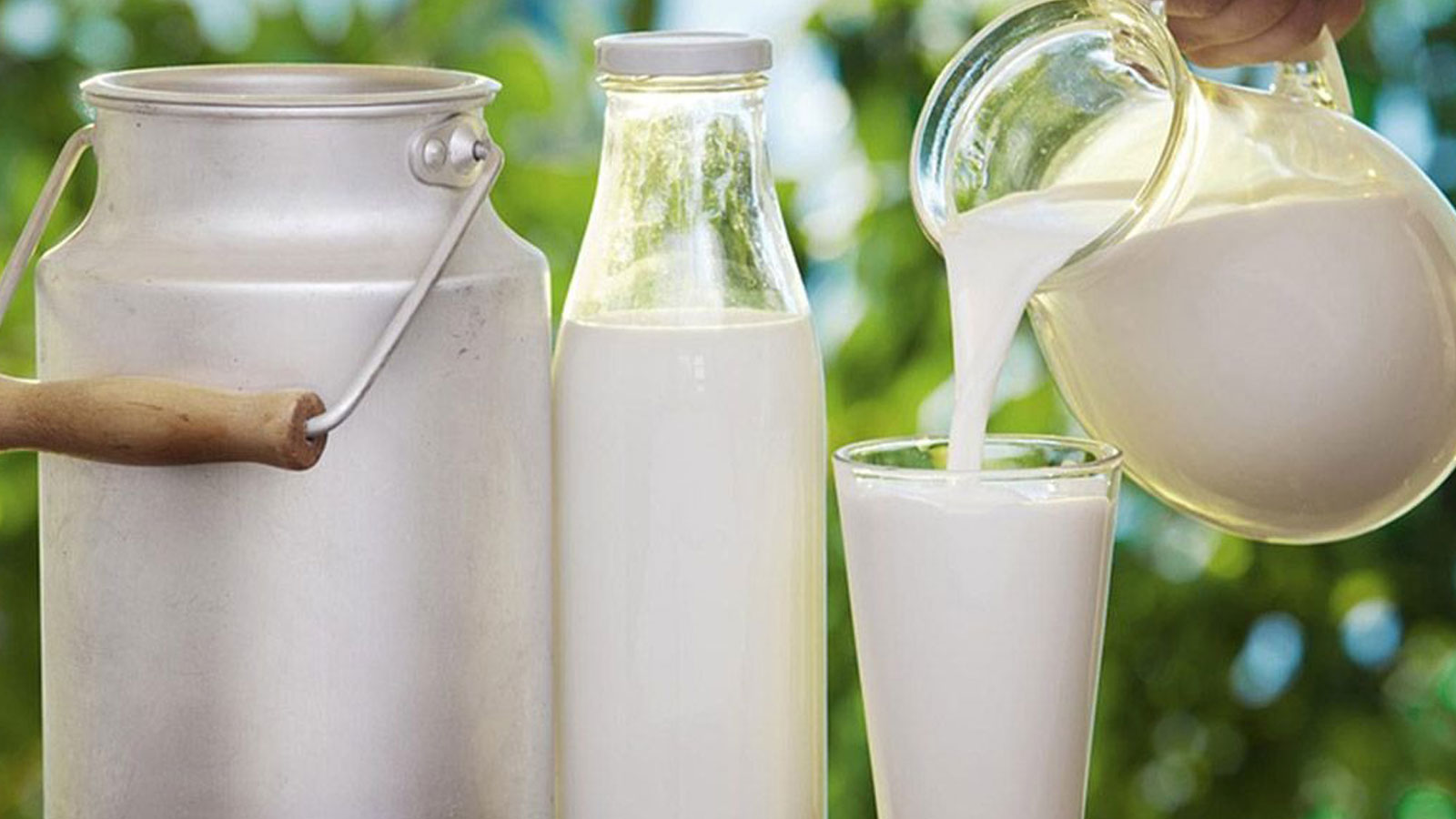 Bozuk süt kötü kokar, kıvamı pütür pütür ve yoğundur.
