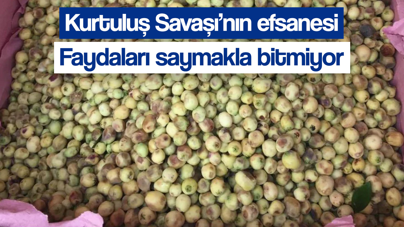 Kurtuluş Savaşı&#039;nın efsanesi Murt meyvesi faydalarıyla şaşırtıyor (Hambeles meyvesinin faydaları neler?)