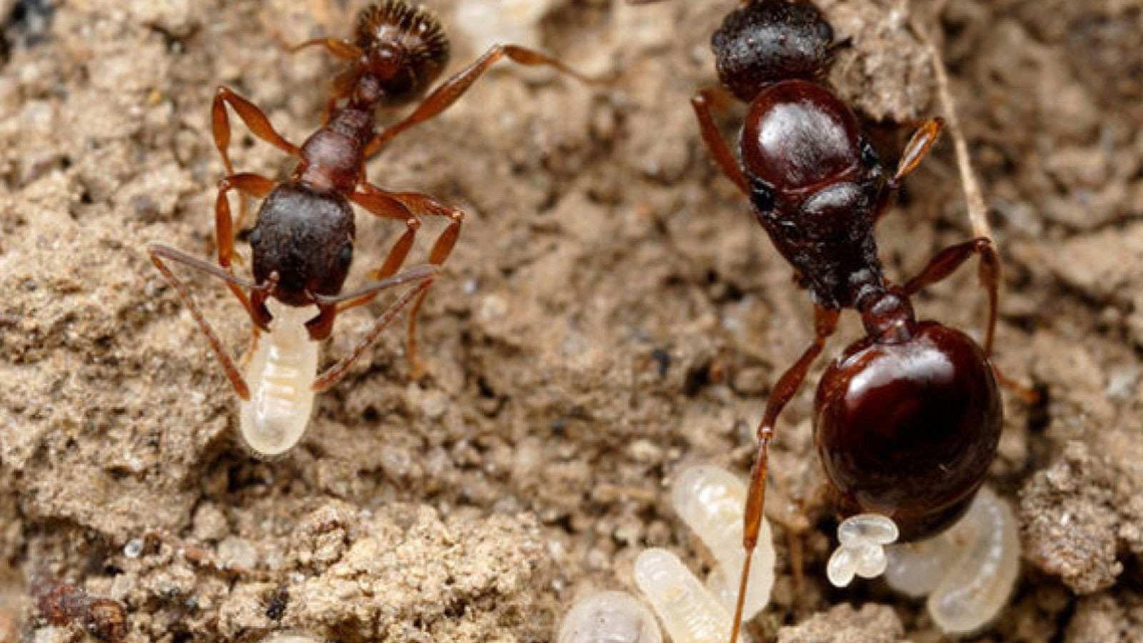Kılların kökünü kazıyan doğal epilasyon! Karınca yumurtası yağı nedir, ne işe yarar, nasıl kullanılır?