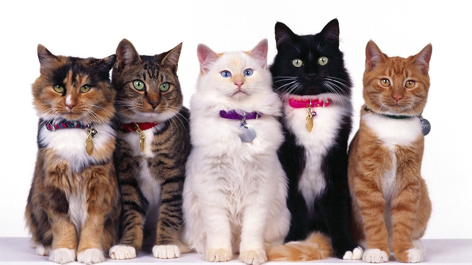Evde kedi beslemenin faydaları neler? Evde kedi beslemenin zararları var mı?