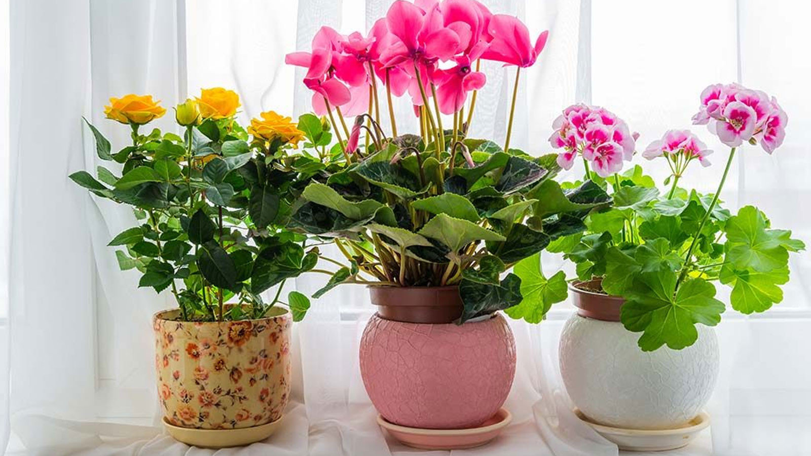 Çiçek ve bitkileri coşturan kür tarifleri: Evde doğal çiçek kürü nasıl hazırlanır?