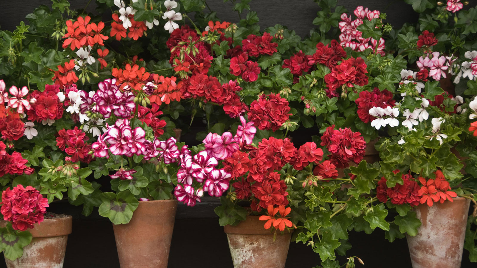 Balkon çiçeklerinin en güzeli: Sardunya bakımı nasıl yapılır?
