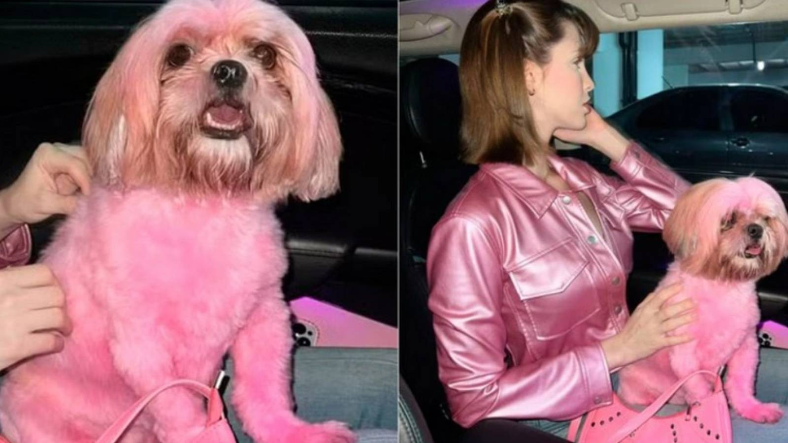 Sosyal medya fenomeninden tepki çeken hareket! Kıyafetiyle uyumlu olsun diye köpeğini boyadı