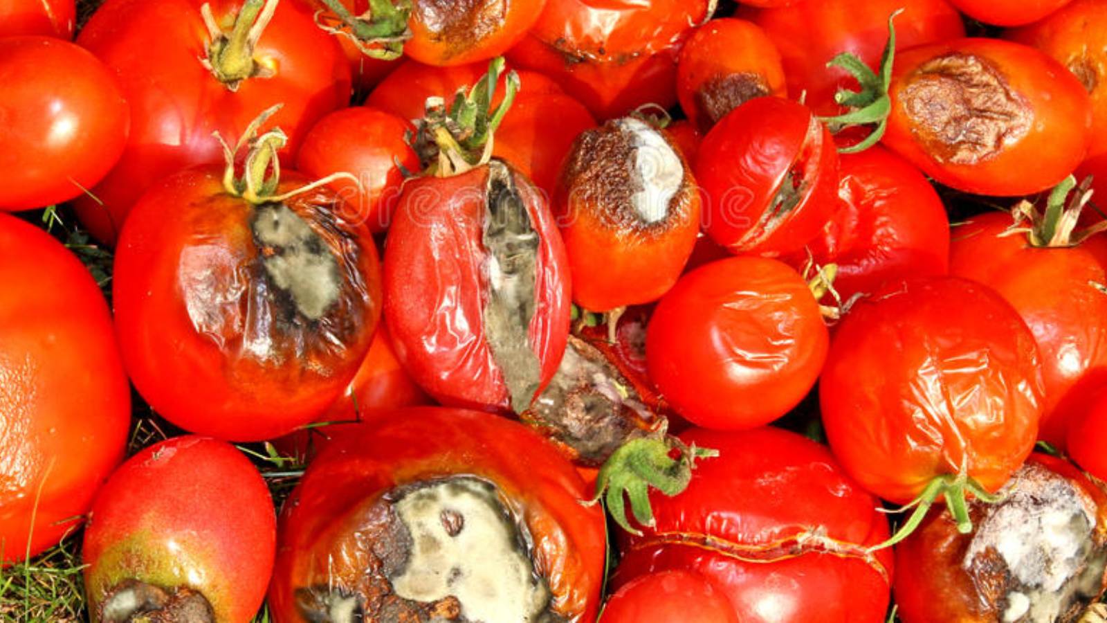 Çürük domatesleri çöpe atmadan önce düşünmelisiniz! İşte çürük domatesin hiç tahmin etmediğiniz kullanım alanları
