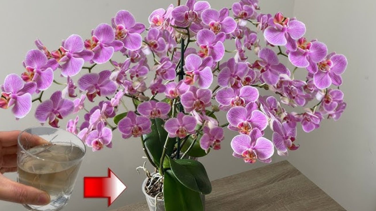 Solmuş veya küsmüş orkideyi yeniden hayata döndüren 5 yöntem; Gözlerinizin pasını silecek...