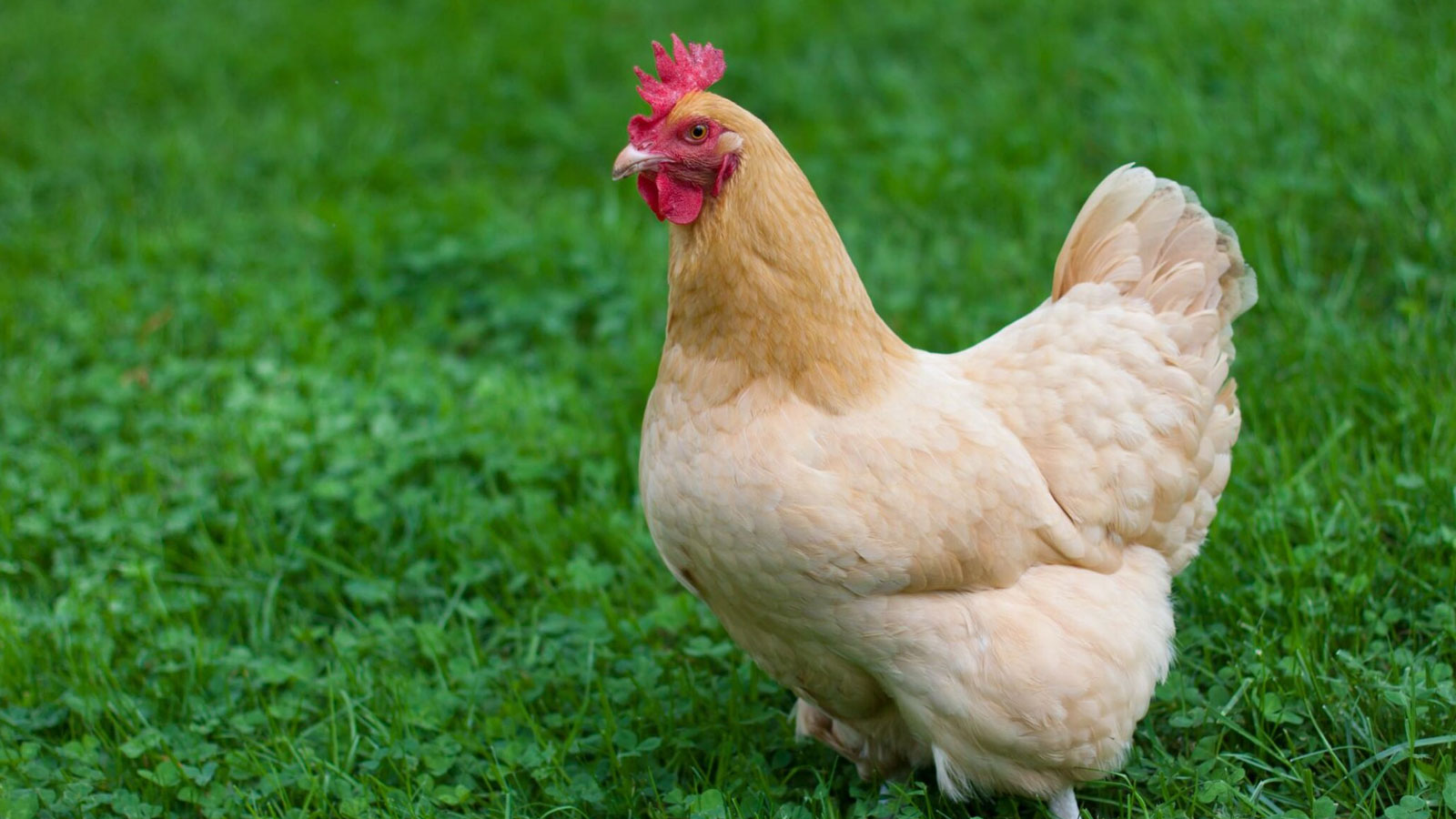 Rüyada tavuk görmek ne anlama gelir? Rüyada çiğ tavuk görmek, pişmiş tavuk görmek tabiri nedir?