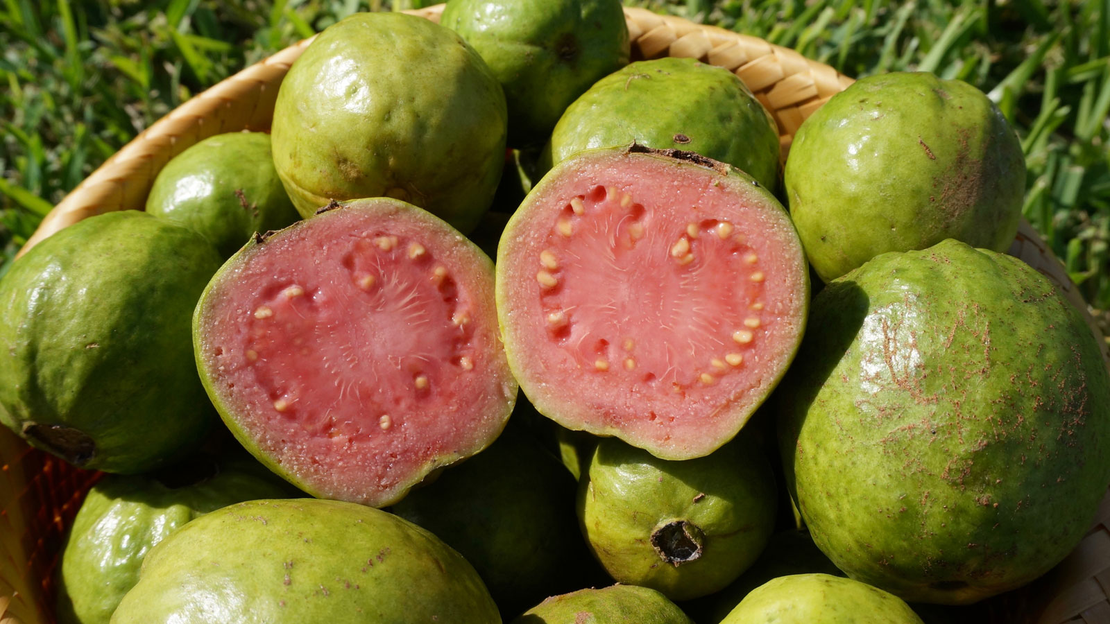 Hem gençlik iksiri hem şifa deposu! Guava meyvesi faydaları ile şaşırtıyor