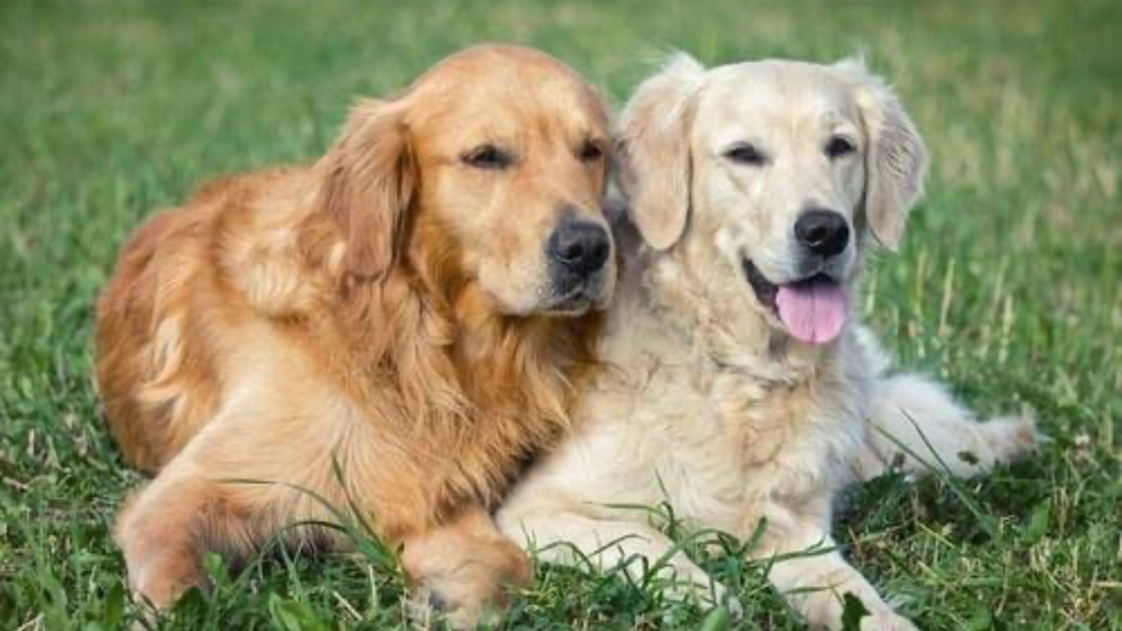 Dostlarınız sinsi bir düşmana dönüşebilir… 8 hastalık köpeklerden bulaşıyor