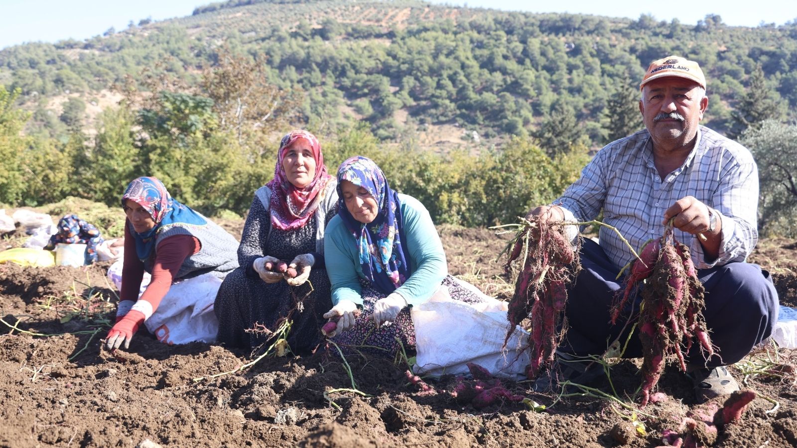 Tatlı patateste hasat zamanı! Ezberlerdeki patates algısını bozuyor