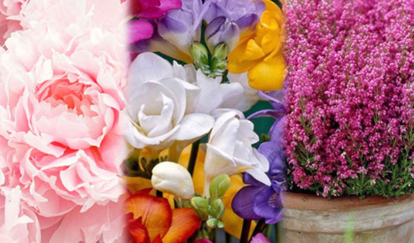 İşte, Mayıs ayını güzelleştiren, evinize renk katacak çiçekler: